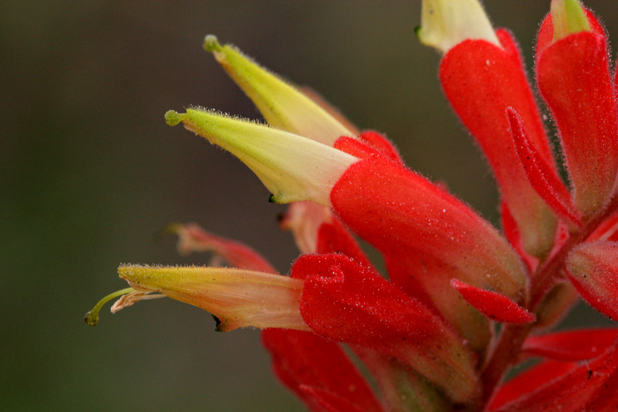 Castilleja ortegae image