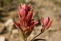 Castilleja rhexiifolia image