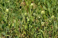 Image of Castilleja septentrionalis