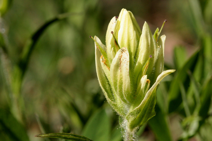 Castilleja septentrionalis image