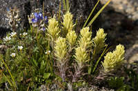 Castilleja thompsonii image