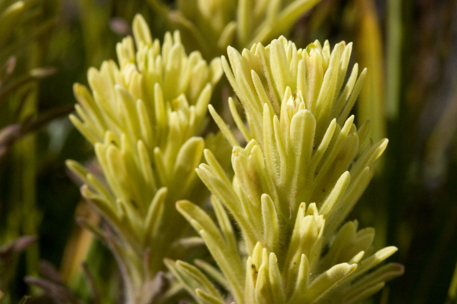 Castilleja thompsonii image