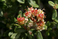 Ceanothus greggii image