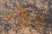 Centaurium maryannum image