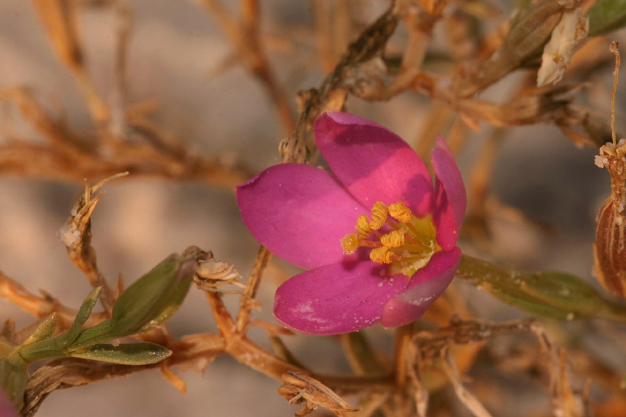 Centaurium maryannum image