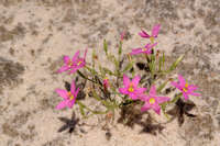 Centaurium maryannum image