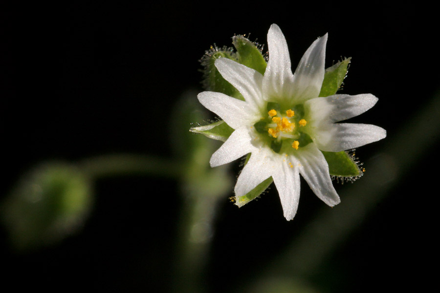 Cerastium axillare image