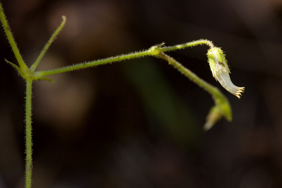 Cerastium fastigiatum image