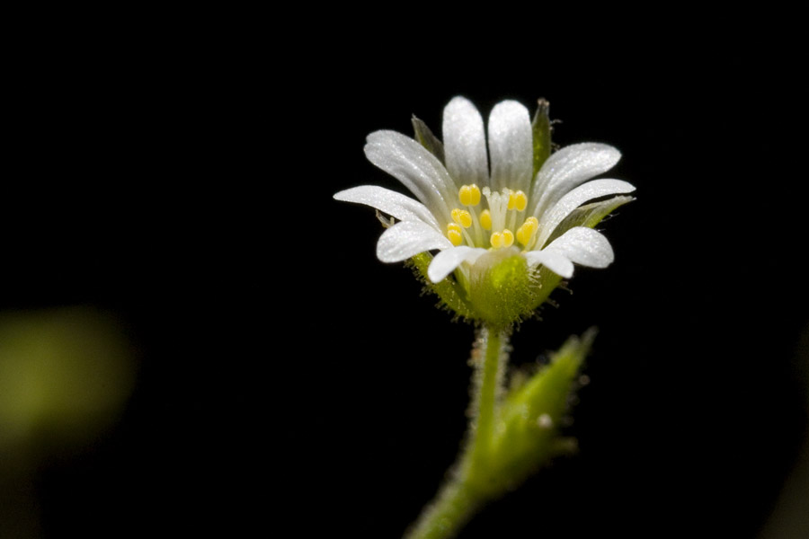 Cerastium fastigiatum image