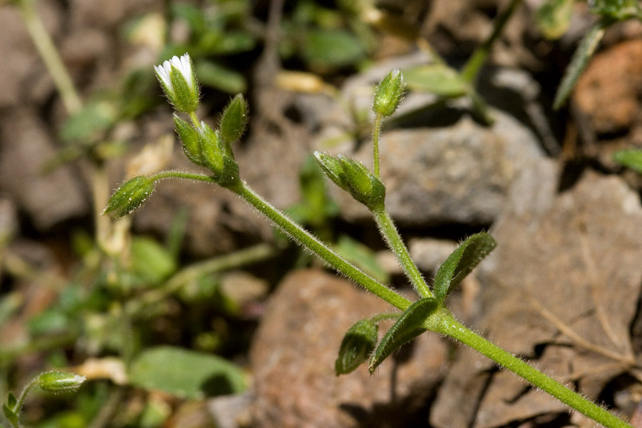 Cerastium fastigiatum image