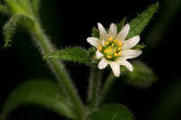 Cerastium fastigiatum image