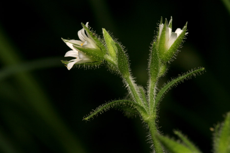 Cerastium fastigiatum image