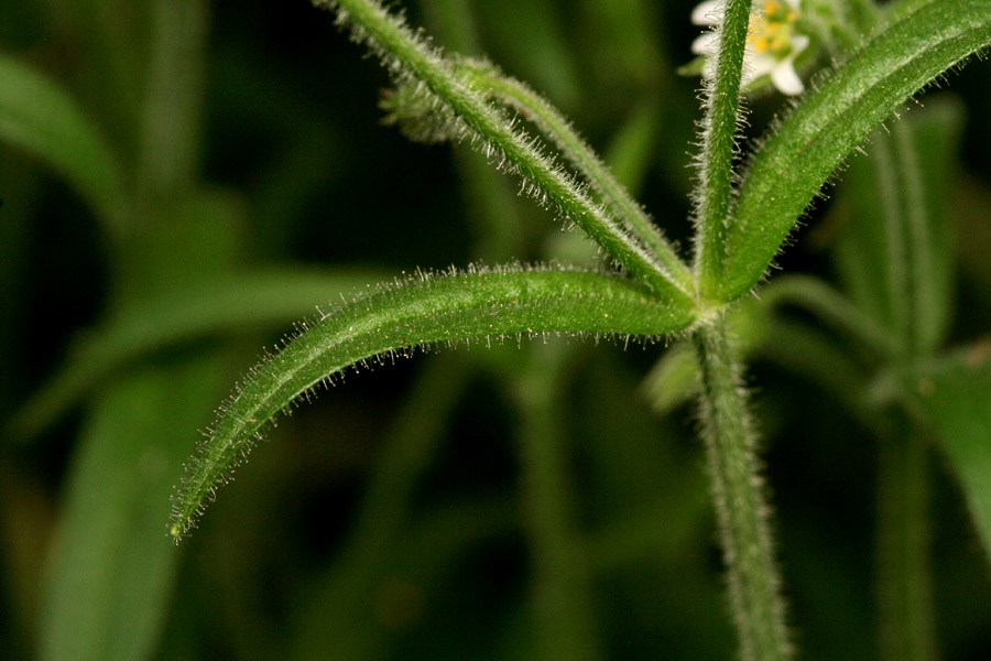 Cerastium fastigiatum image