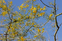 Parkinsonia microphylla image