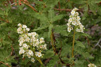 Image of Chamaebatiaria millefolium