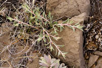 Image of Euphorbia acuta