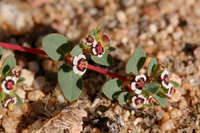 Euphorbia polycarpa image