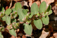 Euphorbia prostrata image