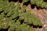 Myriopteris yavapensis image