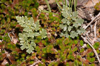 Myriopteris wrightii image