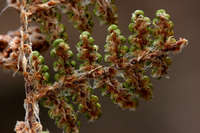 Myriopteris yavapensis image