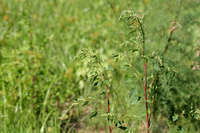 Chenopodium album image