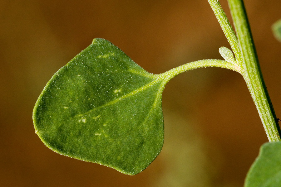 Chenopodium watsonii image