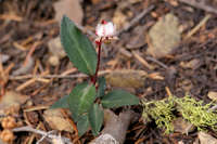 Image of Chimaphila menziesii