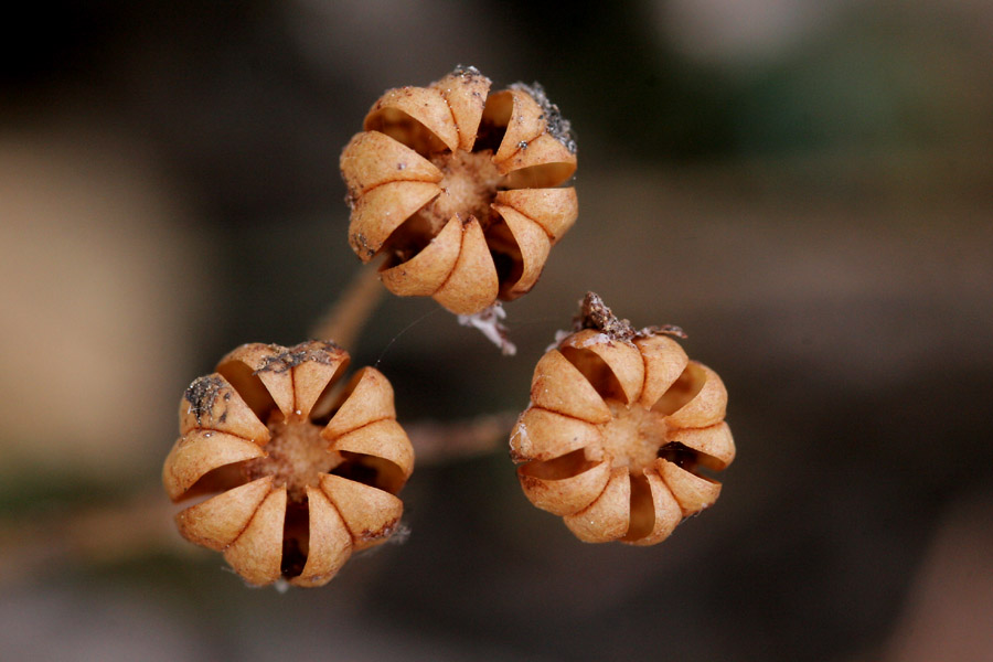 Chimaphila menziesii image