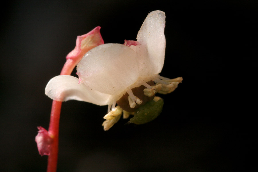 Chimaphila menziesii image