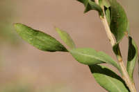 Chrysothamnus viscidiflorus image