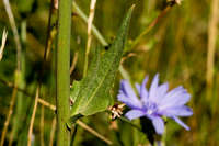 Cichorium intybus image