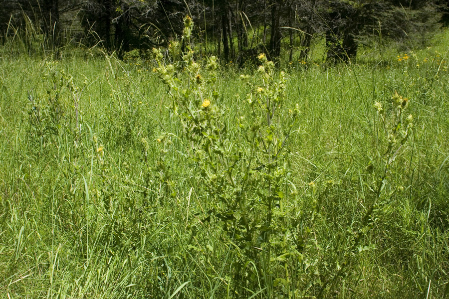 Cirsium inornatum image