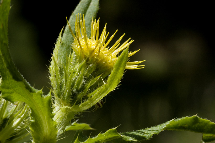 Cirsium inornatum image