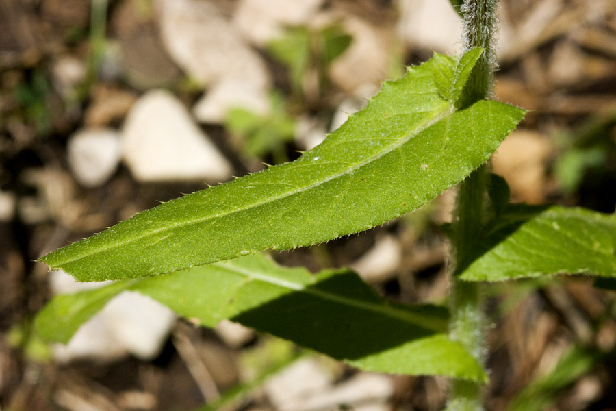 Cirsium inornatum image