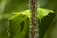 Cirsium inornatum image