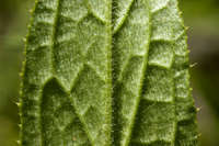 Cirsium inornatum image