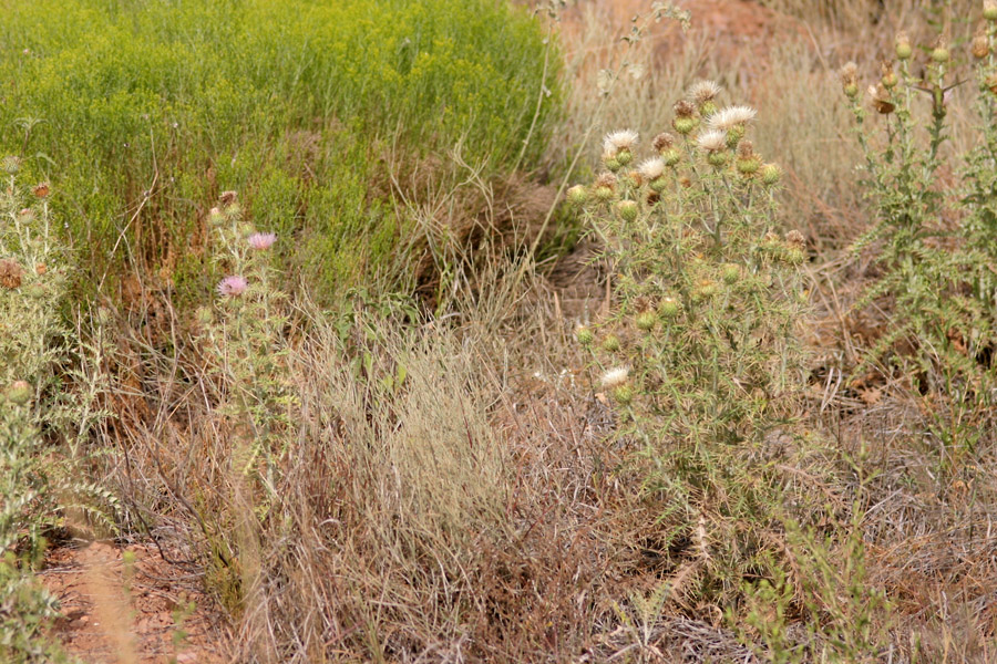 Cirsium ochrocentrum subsp. ochrocentrum image