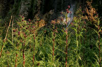 Cirsium vinaceum image