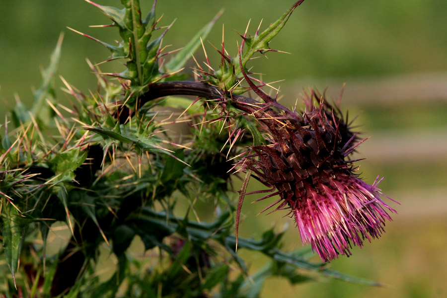 Cirsium vinaceum image