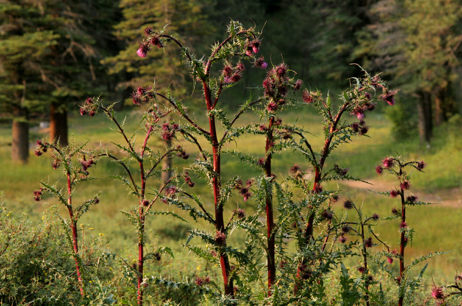 Cirsium vinaceum image