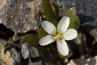 Claytonia nevadensis image