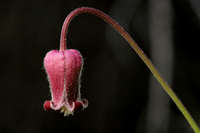 Clematis bigelovii image