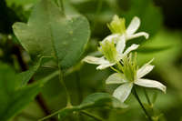 Clematis ligusticifolia image