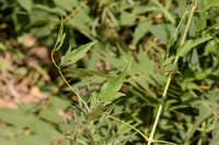 Clematis ligusticifolia image