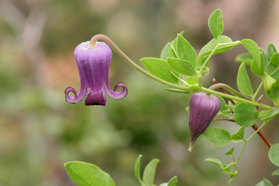 Clematis pitcheri image