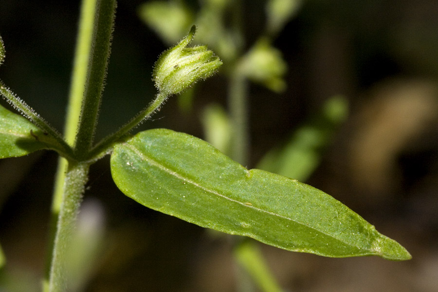 Collinsia childii image