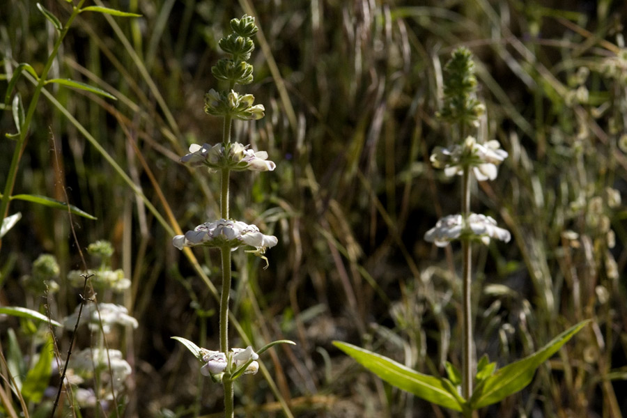 Collinsia tinctoria image