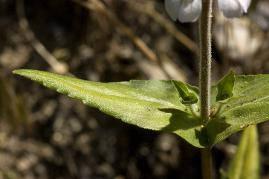 Collinsia tinctoria image