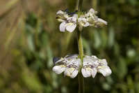 Collinsia tinctoria image